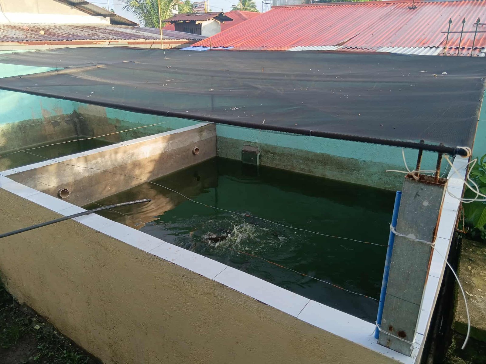 Fish Pond