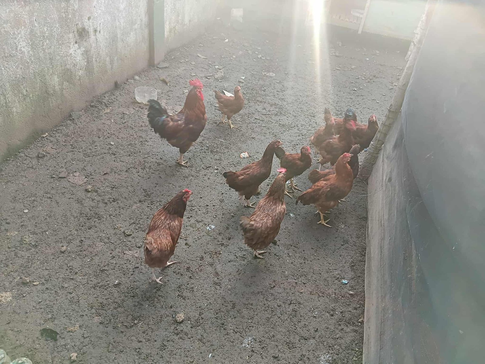 Poultry
